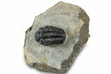 Reedops Trilobite - Atchana, Morocco #311148-3